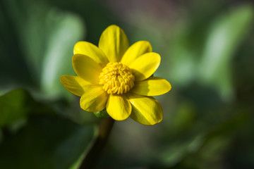 Blossoming buttercup spring