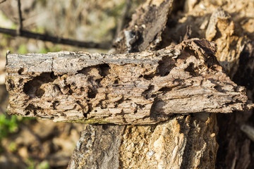 Large wooden snag Bark beetle