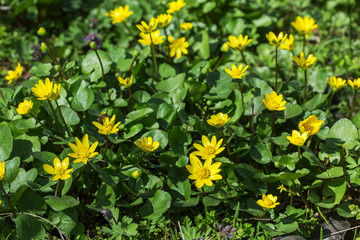 Blossoming buttercup spring