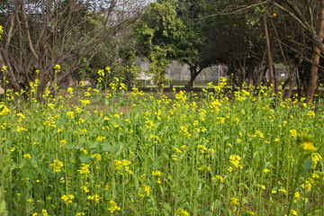 Obraz premium Mustard growing at a farm area in a resort on the outskirts of Gurgaon, Haryana (India)
