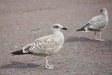 Herring Gull