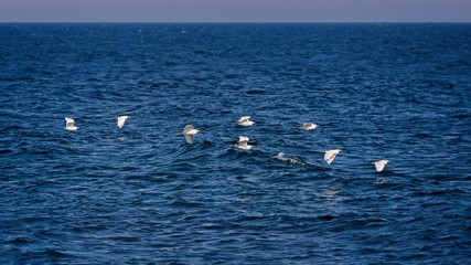 Cattle egret (Bubulcus ibis) group over the ocean in Spain