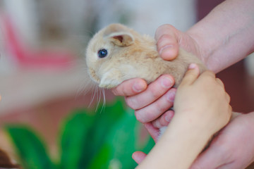 Little rabbit in the hands of the father of the girl. Child first time sees a rabbit. Easter photo session in the studio.