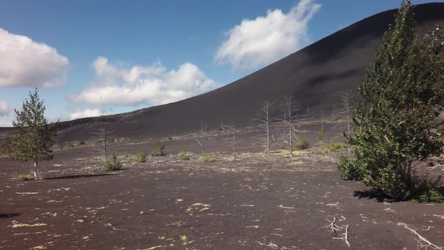 Dead wood - consequence of catastrophic release of ash during eruption of volcano in 1975 Tolbachik north breakthrough stock footage video