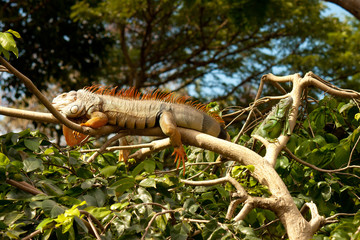 yellow-red iguana rests on a branch