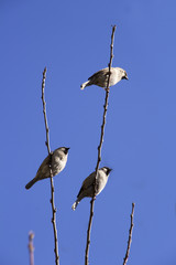 Sparrows on branch/Sparrows on branches on blue sky background