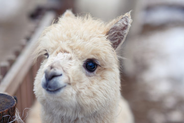 Cute funny alpaca