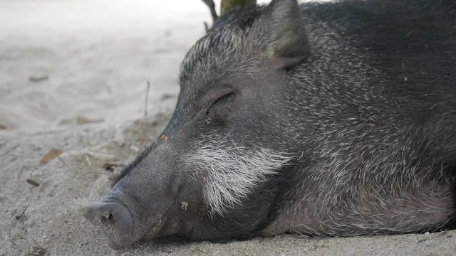 Big Sleeping Boar Pig. Closeup HD.