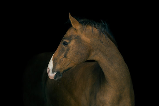 Portrait of red horse with white line on face on black background