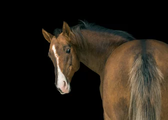 Gardinen Portrait of red horse with white line on face on black background © ashva