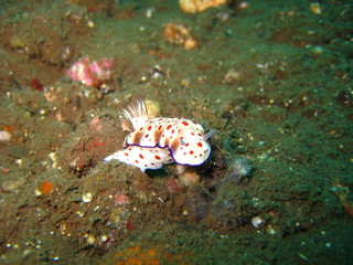 Nudibranchia
