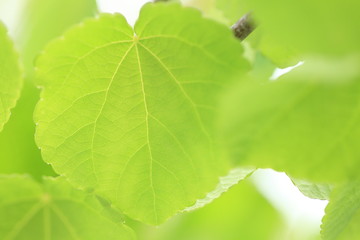 新緑の木の葉