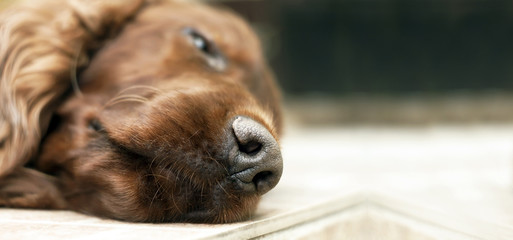 Website banner - noze of a sleeping lazy Irish Setter dog