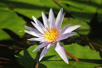 Colorful flower macro photo