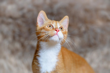 Red cute smart kitten