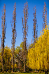 Fototapeta premium Overview of spring in park