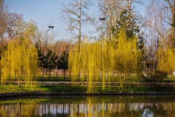 Fototapeta na wymiar Overview of spring in park