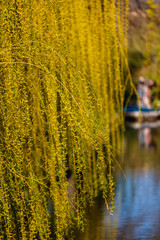 Overview of spring in park