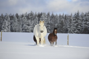 Naklejka premium Idylliczny padok zimą
