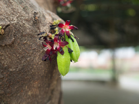 Bilimbi on the tree.