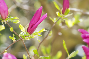 Obraz premium Magnolienblüte