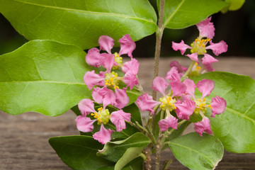 Acerola cherry of thailand on wood. Select focus, Barbados cherry, Malpighia emarginata, high...