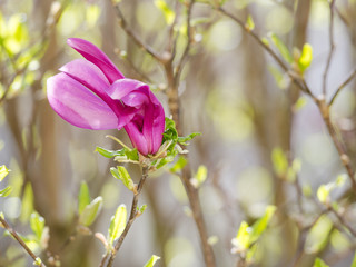 Magnolienblüte