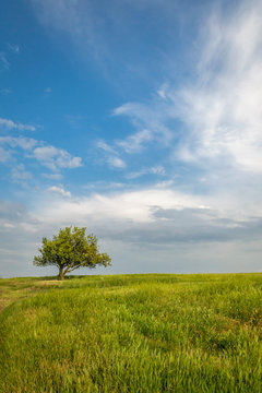Lonely tree in the steppe © alex_v_t
