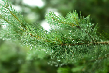 Pine branch in drops