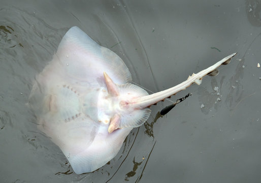 The common skate or blue skate is the largest skate in the world attaining a length of up to 2.85 m. 