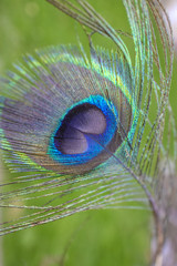 Close up of a peacock feather
