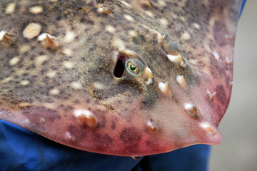 The common skate or blue skate is the largest skate in the world attaining a length of up to 2.85...