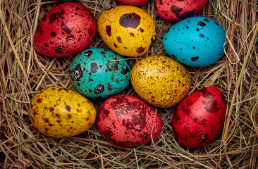 nest with colored Easter eggs at home on Easter day. Celebrating Easter at spring. Painted quail eggs.