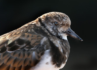 Turnstones are two bird species that comprise the genus Arenaria in the family Scolopacidae. They are closely related to calidrid sandpipers and might be considered members of the tribe Calidriini.