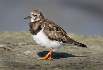 Turnstones are two bird species that comprise the genus Arenaria in the family Scolopacidae. They are closely related to calidrid sandpipers and might be considered members of the tribe Calidriini.