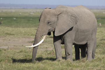 Fototapeta na wymiar female African elephant with long tusks feeding in the savannah a sunny day