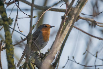 Rudzik, ptak © D'automne Dragon