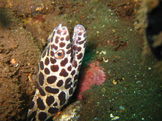 Schwarztupfenmuräne