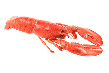 orange lobster isolated