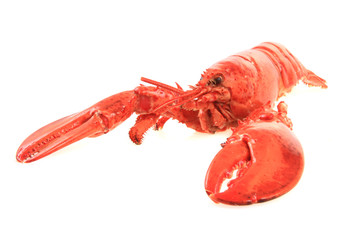 orange lobster isolated