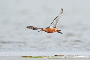 Bar-tailed godwit (Limosa lapponica)