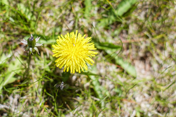 Yellow dandelion view from above 1