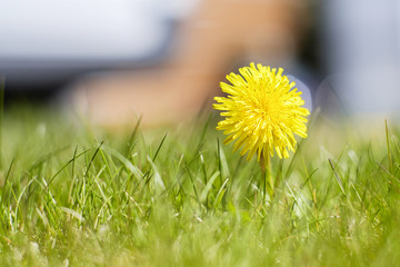 Yellow dandelion and grass 1 © Denis Martynov