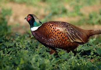 Pheasants are birds of several genera within the subfamily Phasianinae, of the family Phasianidae in the order Galliformes. The family's native range is restricted to Asia.