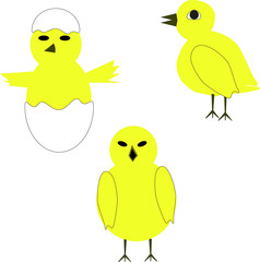 Chicken and hatched chicken