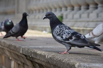Il piccione