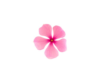 Obraz premium vinca rosea Flower isolated