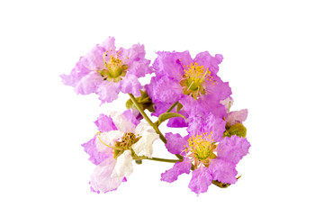 Beautiful purple flower  on white background