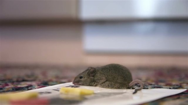 Gray mouse twitches in mousetrap. Mouse fell into sticky mousetrap
