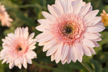 The pink gerbera daisy flower with the sun light